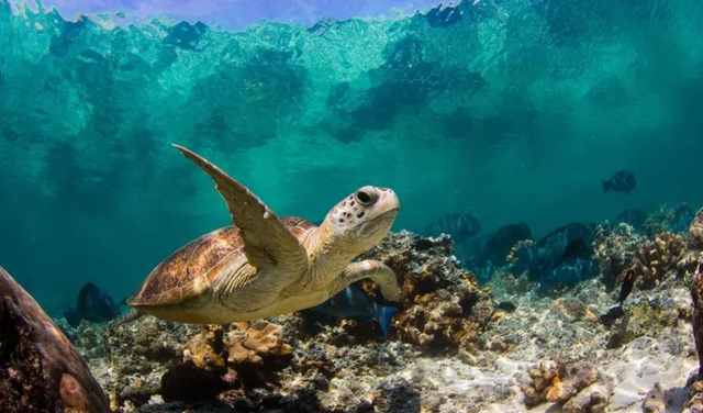 2021年天气为什么这么热，2021年天气为什么这么热最新研究（科学家：这可能只是起点而已）