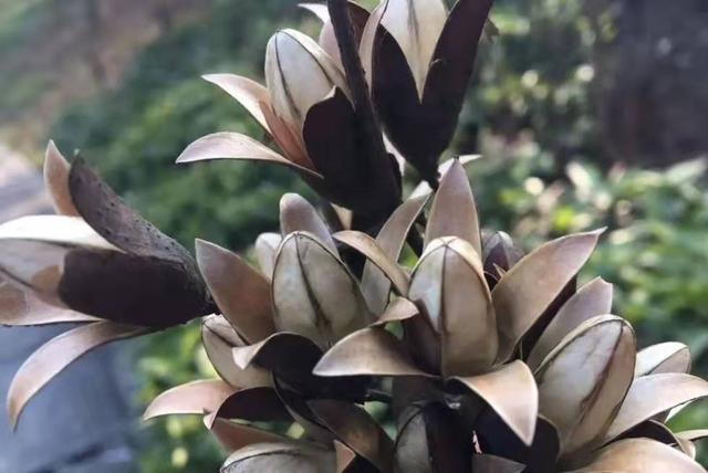 香椿子（香椿子图片，香椿子的功效与作用（其一可解决一些男女烦恼问题）