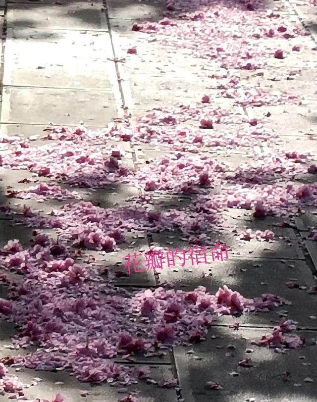 春夜喜雨诗意是什么，春夜喜雨的意思及诗意（春夜喜雨之后，花瓣泪流寂寞）