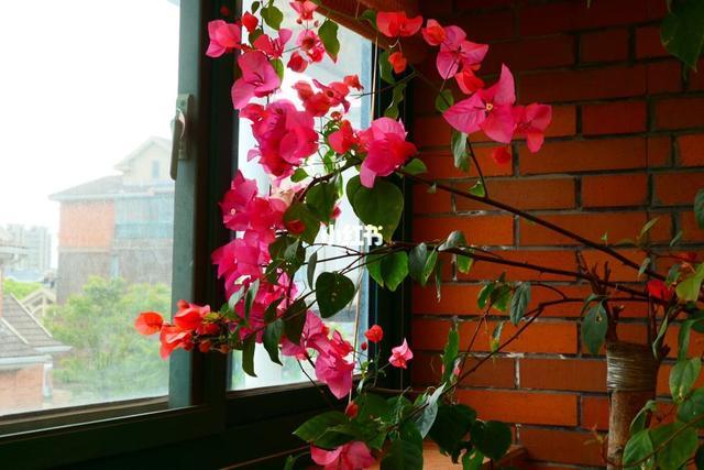 一个绿萝三个啥 阴气重三个鬼，一个绿萝三个啥（6种漂亮花“不吉利”）