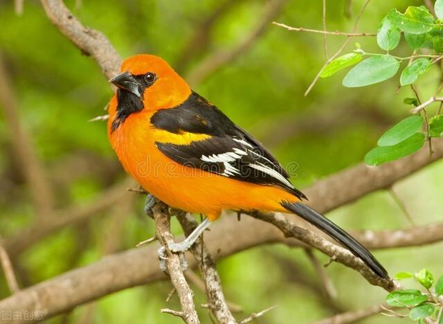 流莺李商隐原文，流莺 李商隐诗歌鉴赏答案（李商隐七律《流莺》的象征主义）