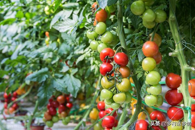 什么是生物菌，什么是生物菌发酵技术（再也不怕种菜死秧、烂根、烂果了）