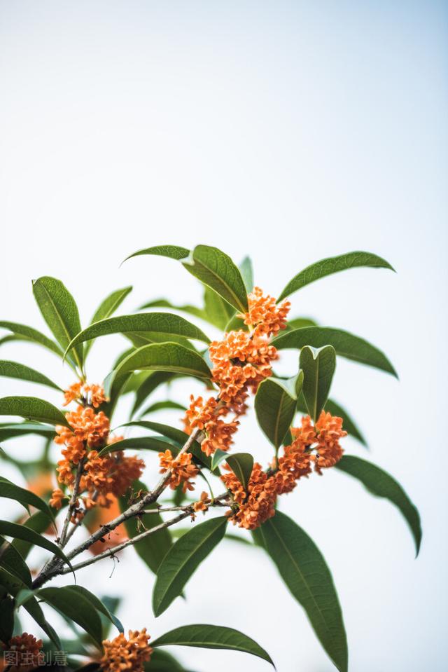 5月20对老公说的话，对老公说的话（致明天的520…给我老公）