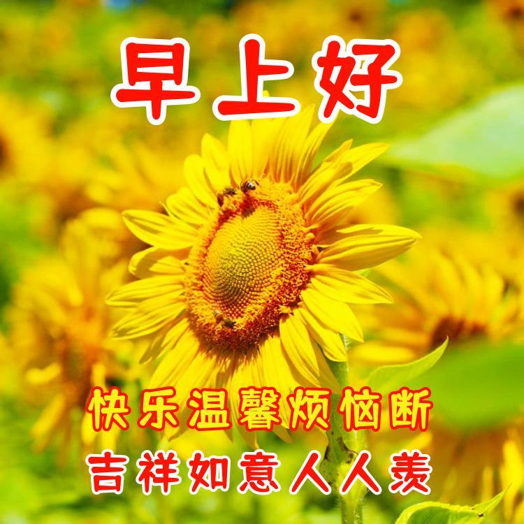 健康的优美句子，描写健康的优美句子（早上好祝福问候语）