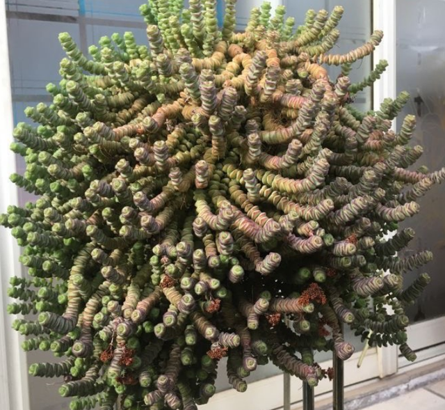 钱串多肉的养护方法，多肉钱串夏天怎么养护（冬天盆栽多肉植物钱串）