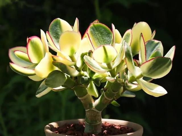 花月锦都有哪些斑锦变异品种，新花月锦一年长多大（让落日余晖、大雁翱翔的画面）