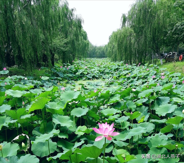 入伏了，这5样食材别忘吃，入伏吃啥饺子（2022年入伏时间表）