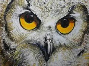 猫头鹰的寓意及象征是什么，猫头鹰的寓意及象征是什么呢（猫头鹰叫预示着什么）