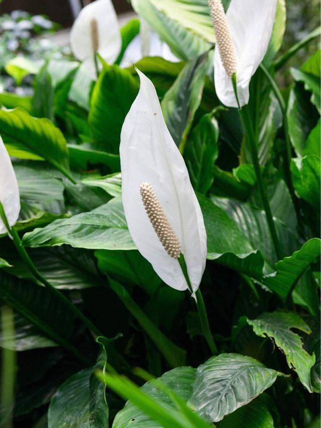 寓意好的花有哪些，寓意好的花有哪些家养（家中就养“6种花”）