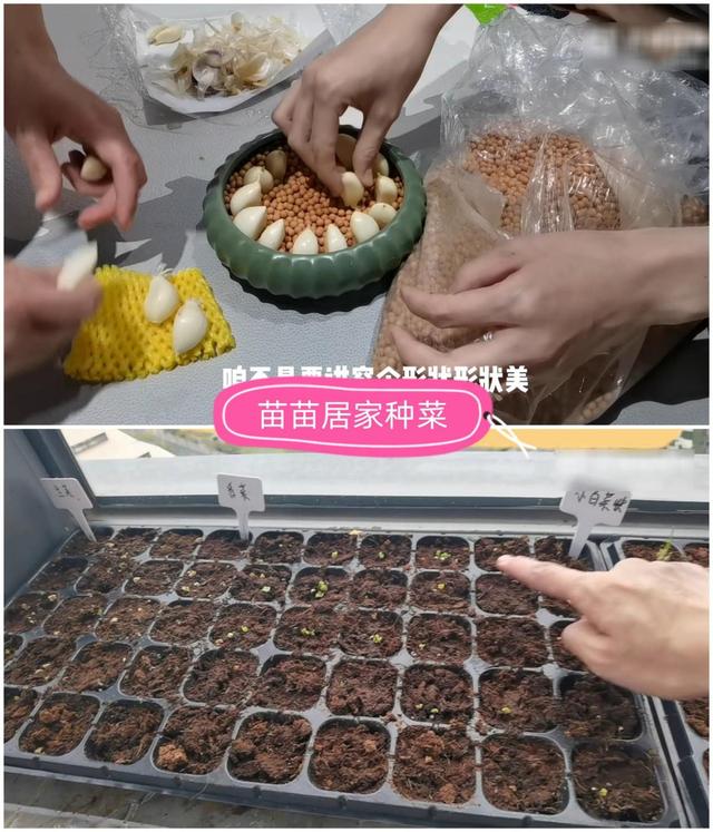 可以水培的蔬菜，水培蔬菜大全（我发现还是水培简单）