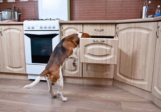 好狗的特征，好狗有什么特征（狗狗有这些“特征”）