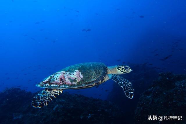 水下摄影注意什么，水下婚纱摄影（初学者的10个水下摄影技巧）