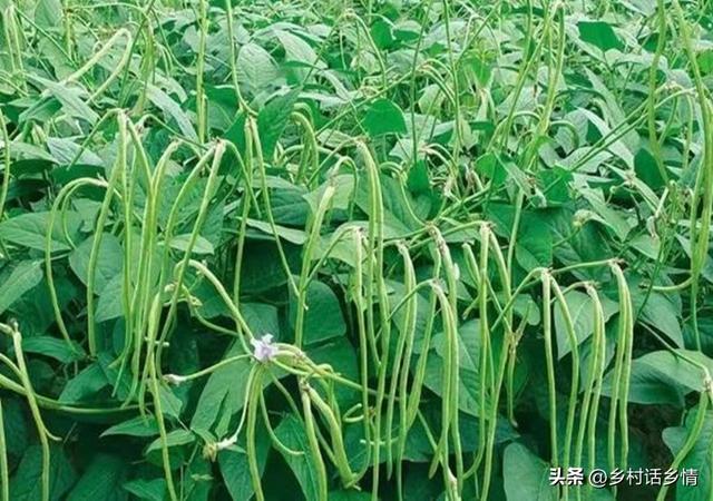 阳台上种花种菜非常实用，阳台、泡沫箱、花盆最适合种植这些蔬菜