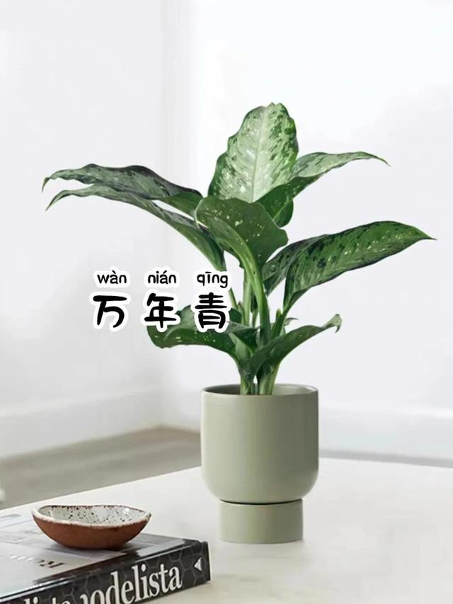 比较大的绿植，寓意美好又耐看的6⃣️款大型绿植