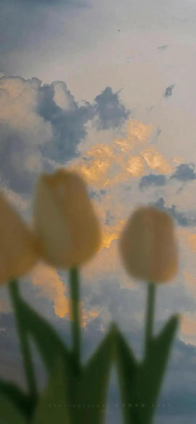 郁金香?可爱女头，微信头像，郁金香?可爱女头（ins风高清手机壁纸质感图片）