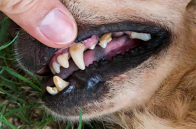 狗多大年龄2021，狗狗的年龄有多大（宠主一定要好好珍惜自家狗）