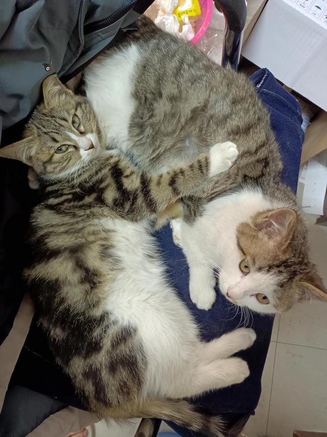 中国狸花猫奶猫多大断奶，狸花猫母猫成年体重（2022年3月25日晚上）