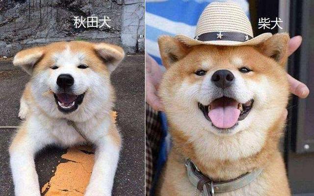 秋田犬和柴犬的区别，如何区分柴犬与秋田犬（教你轻松分辨秋田犬和柴犬）