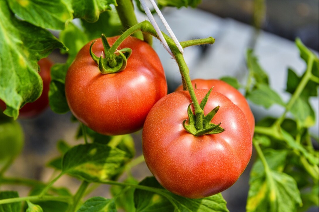圣女果保存时间，圣女果保存时间长方法（现在的西红柿为啥都“硬邦邦”的）