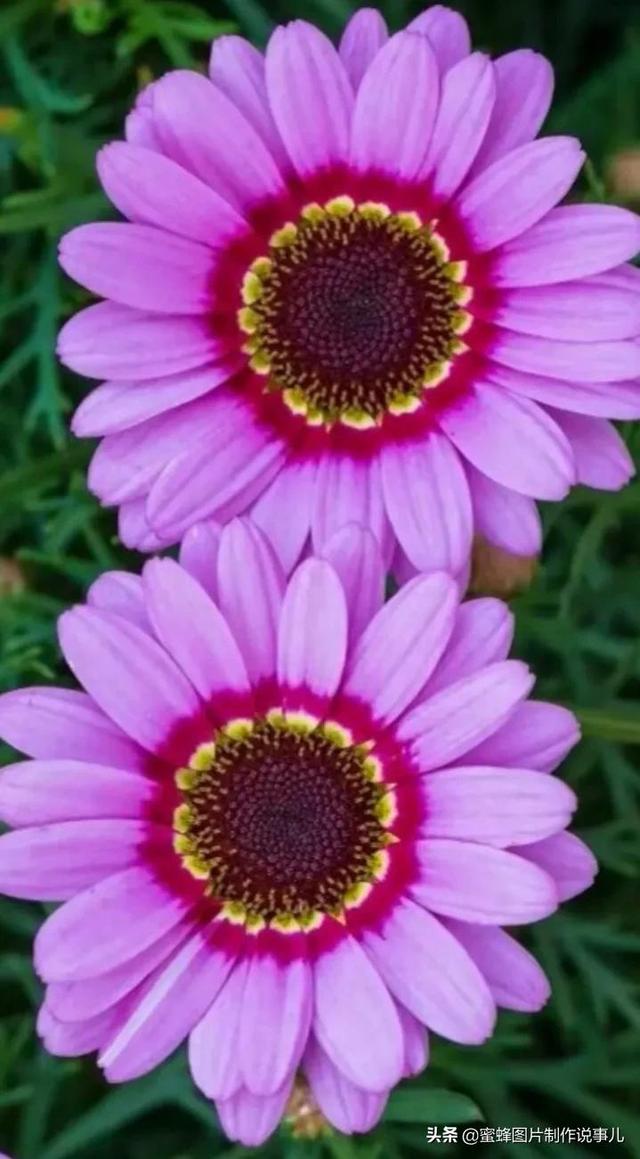 腊梅图片，一花一世界（腊梅图片）