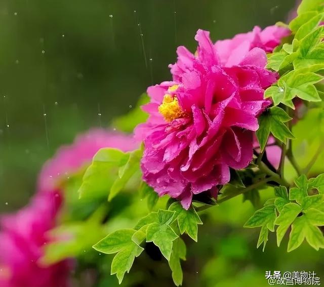 谷雨节气的介绍 二十四节气之谷雨内容文字，谷雨节气的介绍（谷雨：人间春暮，岁短情长）