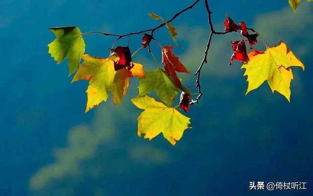 无奈梧桐兼细雨美文，梧桐更兼细雨作文600字（散文，一雨知秋深）