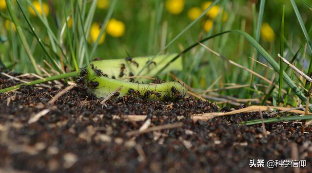 蚂蚁是什么，蚂蚁是什么的搬运工（蚂蚁群落为何能如此庞大）