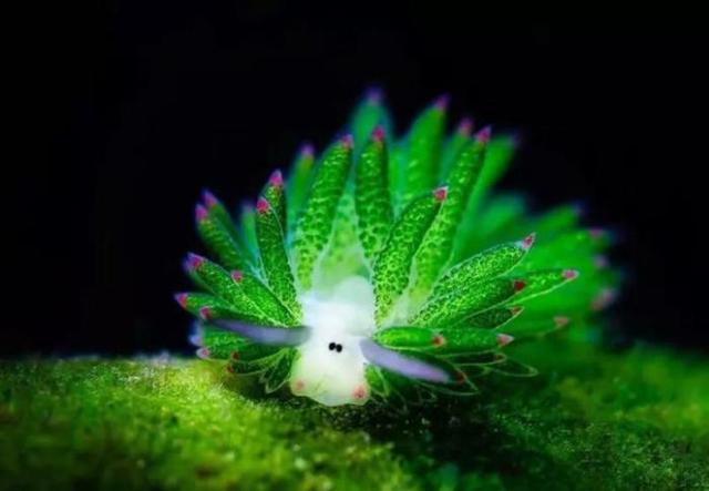 好看的进化类完本小说，好看的生物进化类小说（5本生命进化类小说）