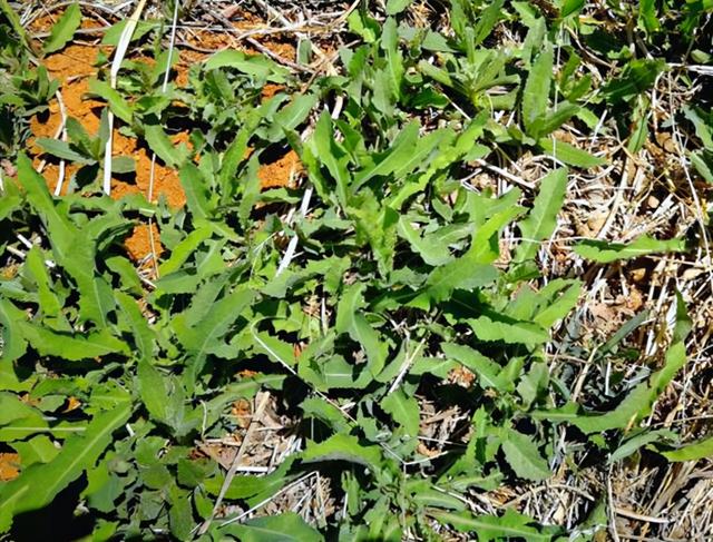 蒲公英图片大全大图，蒲公英图片大全大图植物（蒲公英图片大全大图高清）