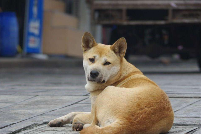 中华田园犬为什么禁养，中华田园犬为什么禁养真的假的（中华田园犬为什么禁养真的假的）