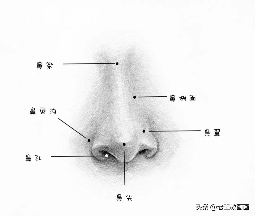 怎么画正面鼻子图片