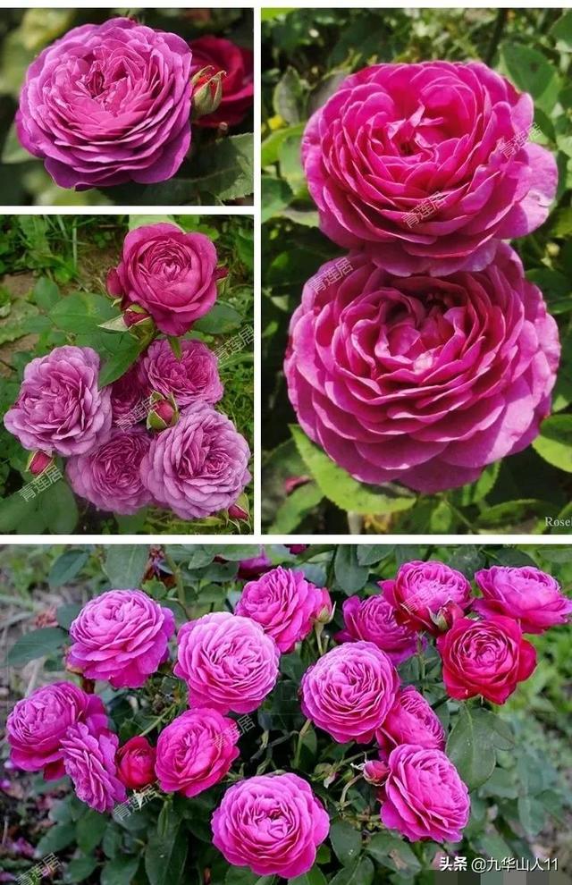 红帽子月季的品种介绍和养殖方法,小红帽月季有几种颜色(常见丰花月季
