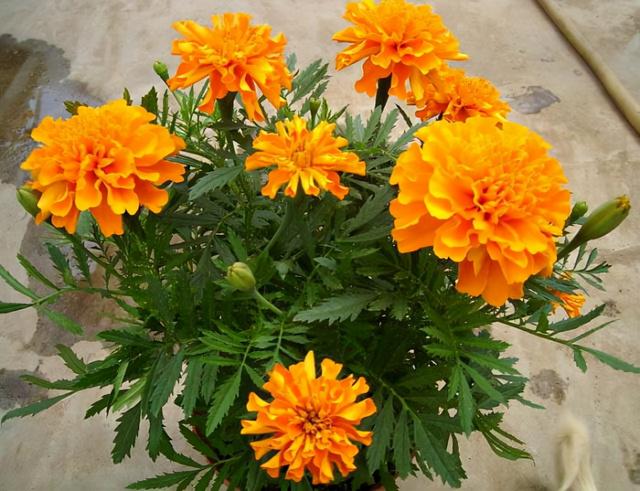 孔雀花语能让你开心！，孔雀草花花语（这种花卉叫孔雀草）