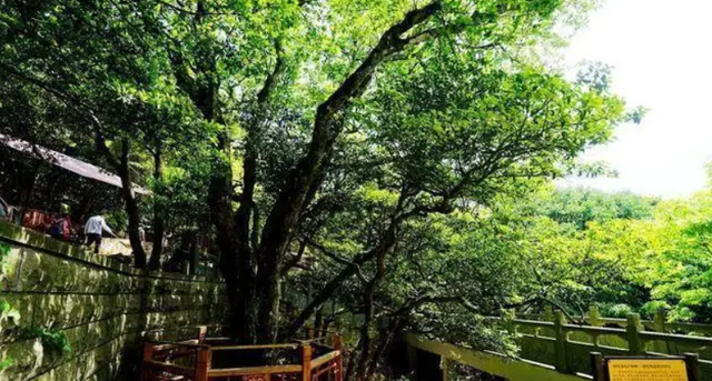 世界最珍贵的树木排名是什么，世界上最名贵的树木是叫什么名字（我国3棵“贵族名树”）