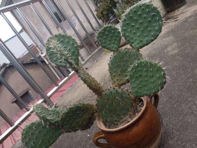 十二生肖配对什么花，十二生肖的花配（新年有新的福气花）