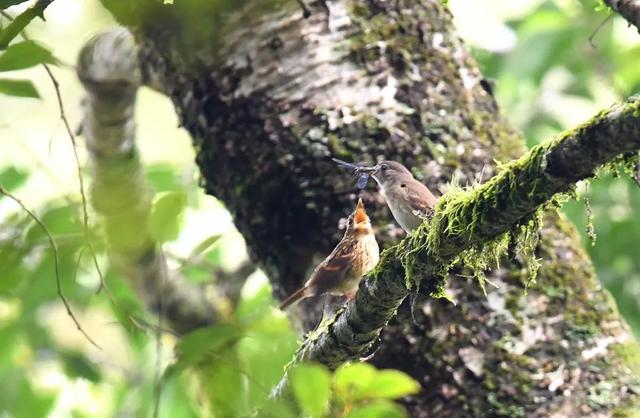 灰背燕尾，中国鸲鹟科鸟类，灰背燕尾是燕子吗（来自腾冲和顺的“她们”成了全国网红~）