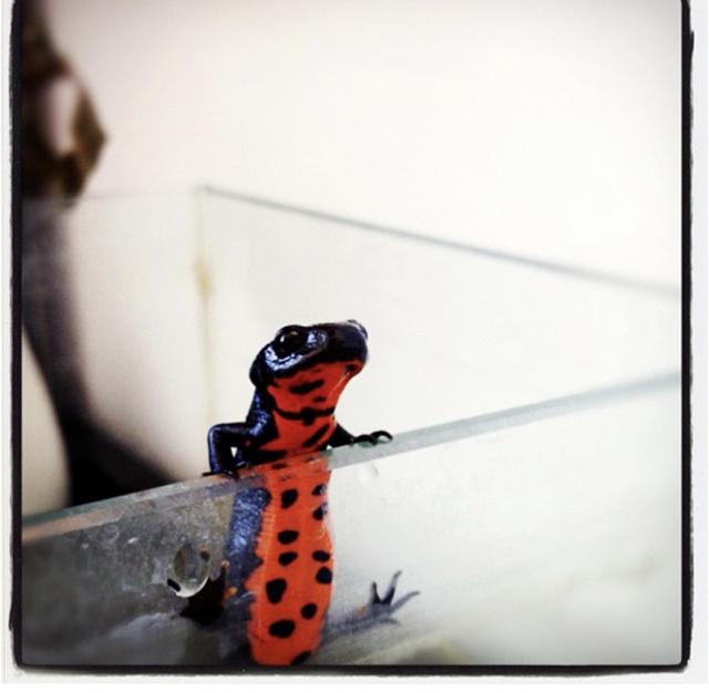 蝾螈怎么养,中华蝾螈怎么养(山林间的小精灵"火龙"中华蝾螈)