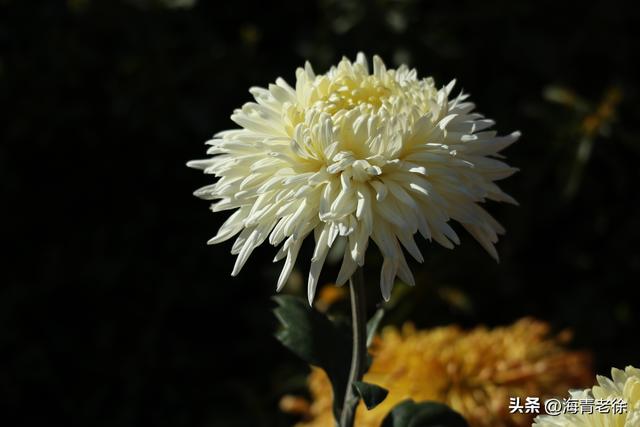 花中隐士是什么花，花中隐士是指什么花（凌霜绽妍——菊花）