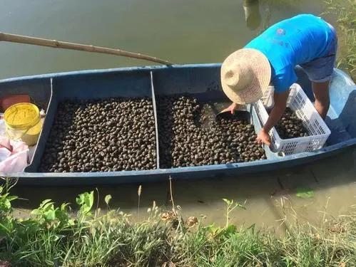 田螺人工养殖技术及注意事项，田螺人工养殖技术及注意事项有哪些（田螺养殖亩产能2-4万元是真的吗）