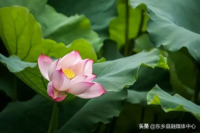 夏至的美好寓意，夏至是什么意思夏至美好寓意（最有诗意的时光）