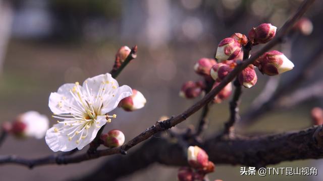 梅花寓意代表什么意思，梅花的寓意以及象征意义（梅花的寓意象征、花期花语）