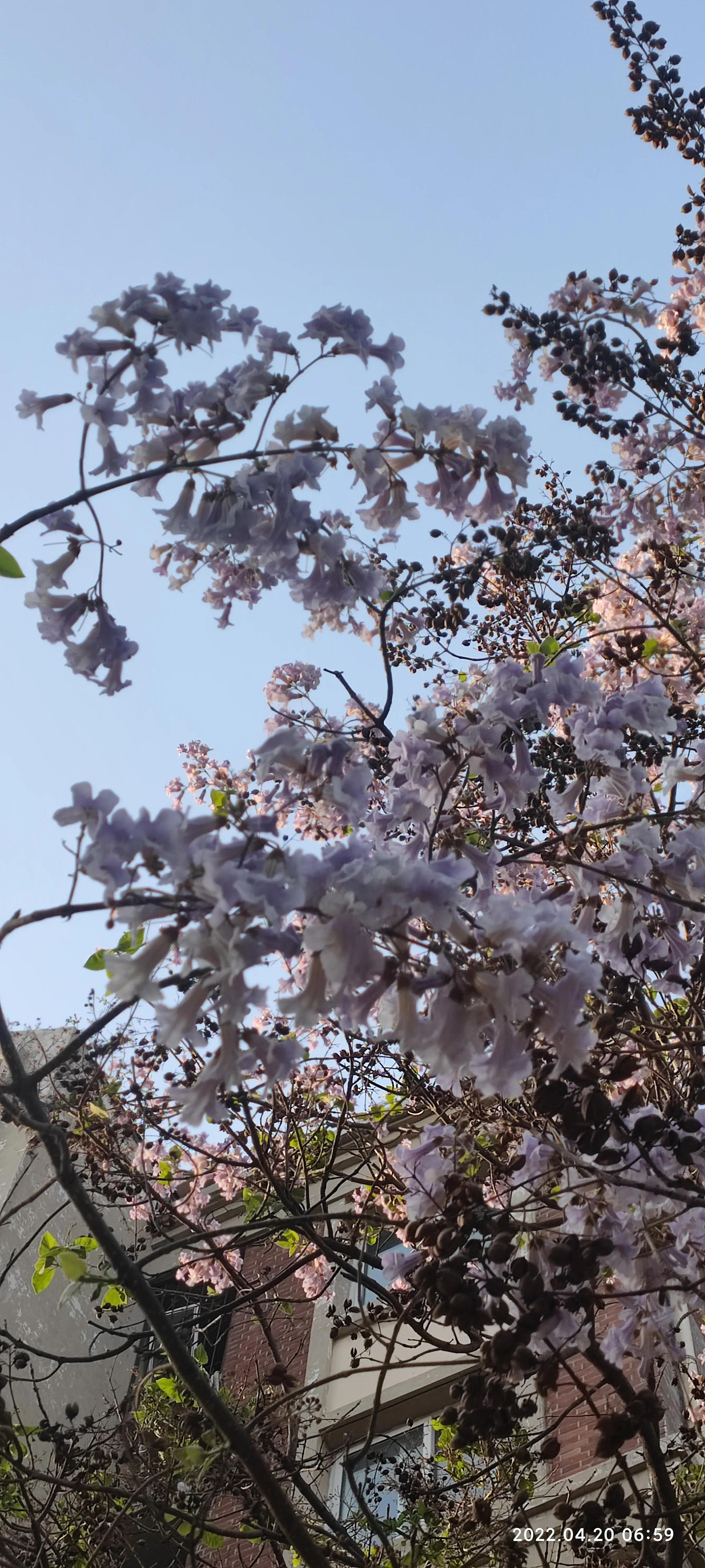 见梧桐树开花有什么寓意，梧桐树开花什么样子（梧桐花有感）