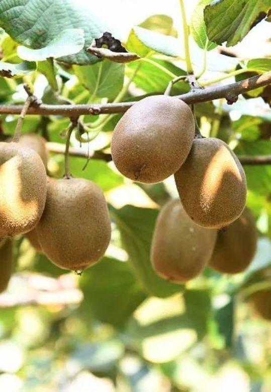 西安有哪些特色水果，陕西特色水果（水果在西安也有“盛唐气象”）