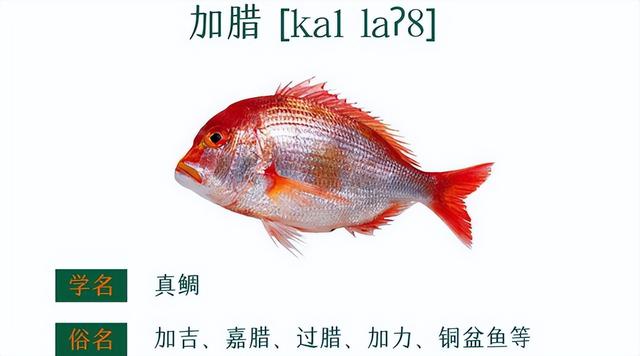 赤魟鱼的做法有哪些，赤眼鲮鱼的做法（香葱香菜豆豉油清蒸迦魶魚）