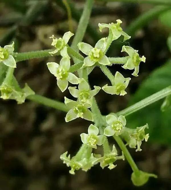 鲜花的花语和花的数目的寓意，鲜花数量的寓意（100种迷人的“数字花”）