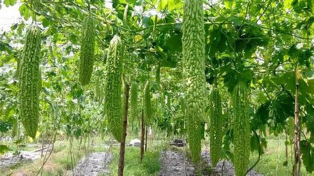 野苦瓜种植方法，苦瓜的种植技术