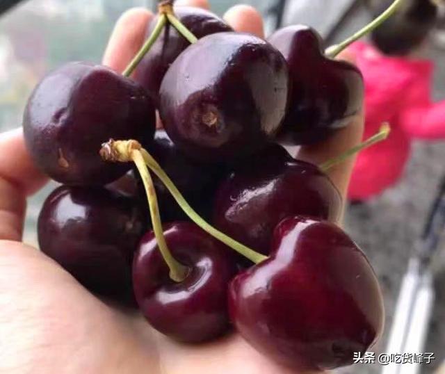 车厘子是不是樱桃，车厘子和樱桃是一样吗（车厘子和大樱桃傻傻分不清）