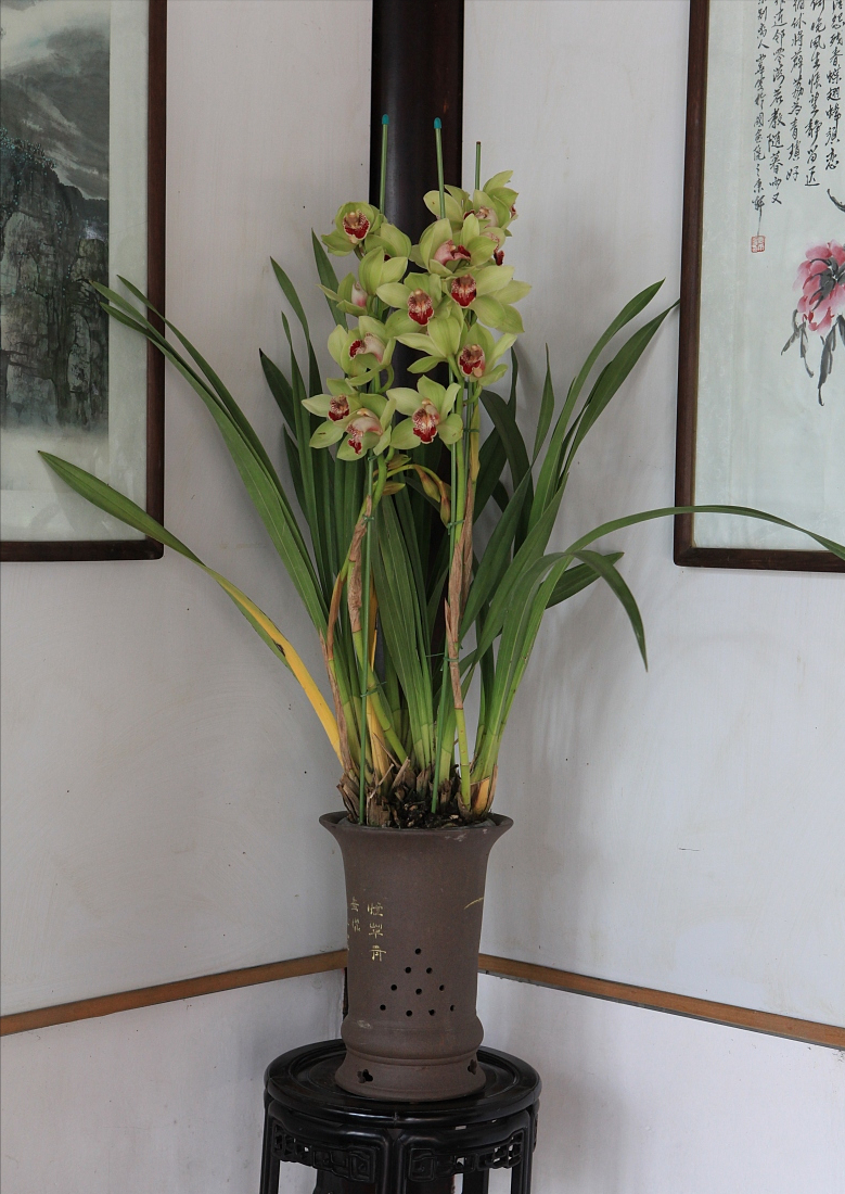 象征高贵的花，清冷而高贵的花（养在家里气质不凡）