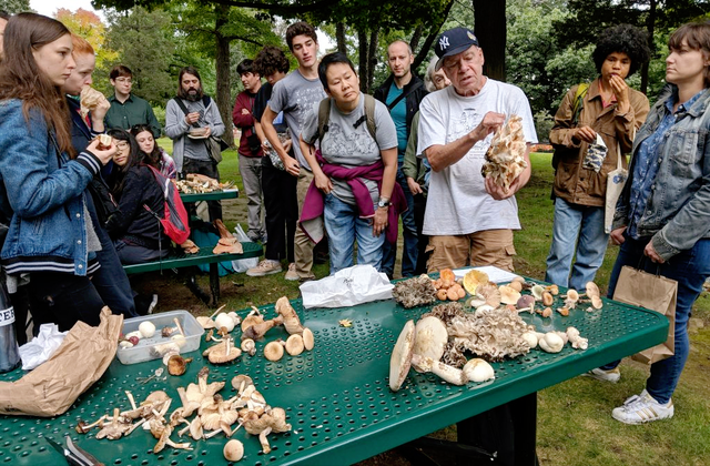食用菌菇类十大排名，十大最好的菌菇排名是什么（盘点世界上最贵的菌菇）