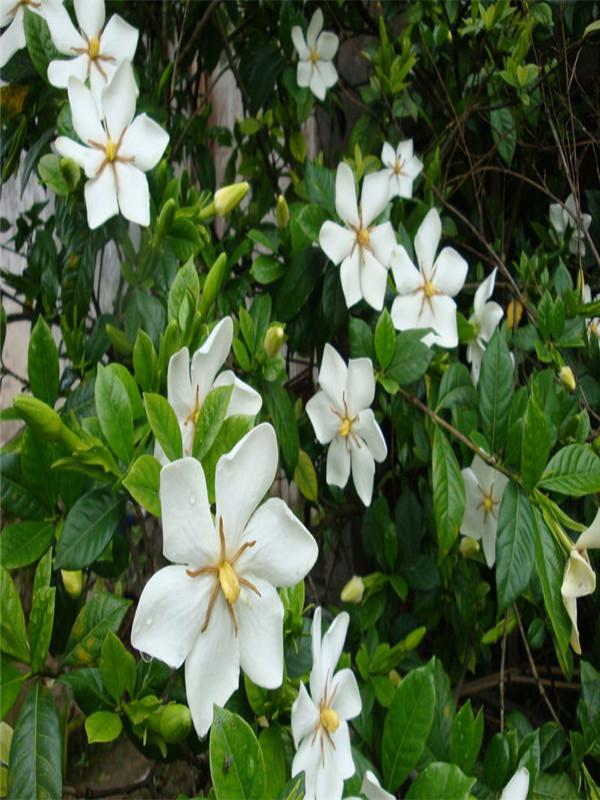 养栀子花的寓意是什么，栀子花的寓意和象征风水